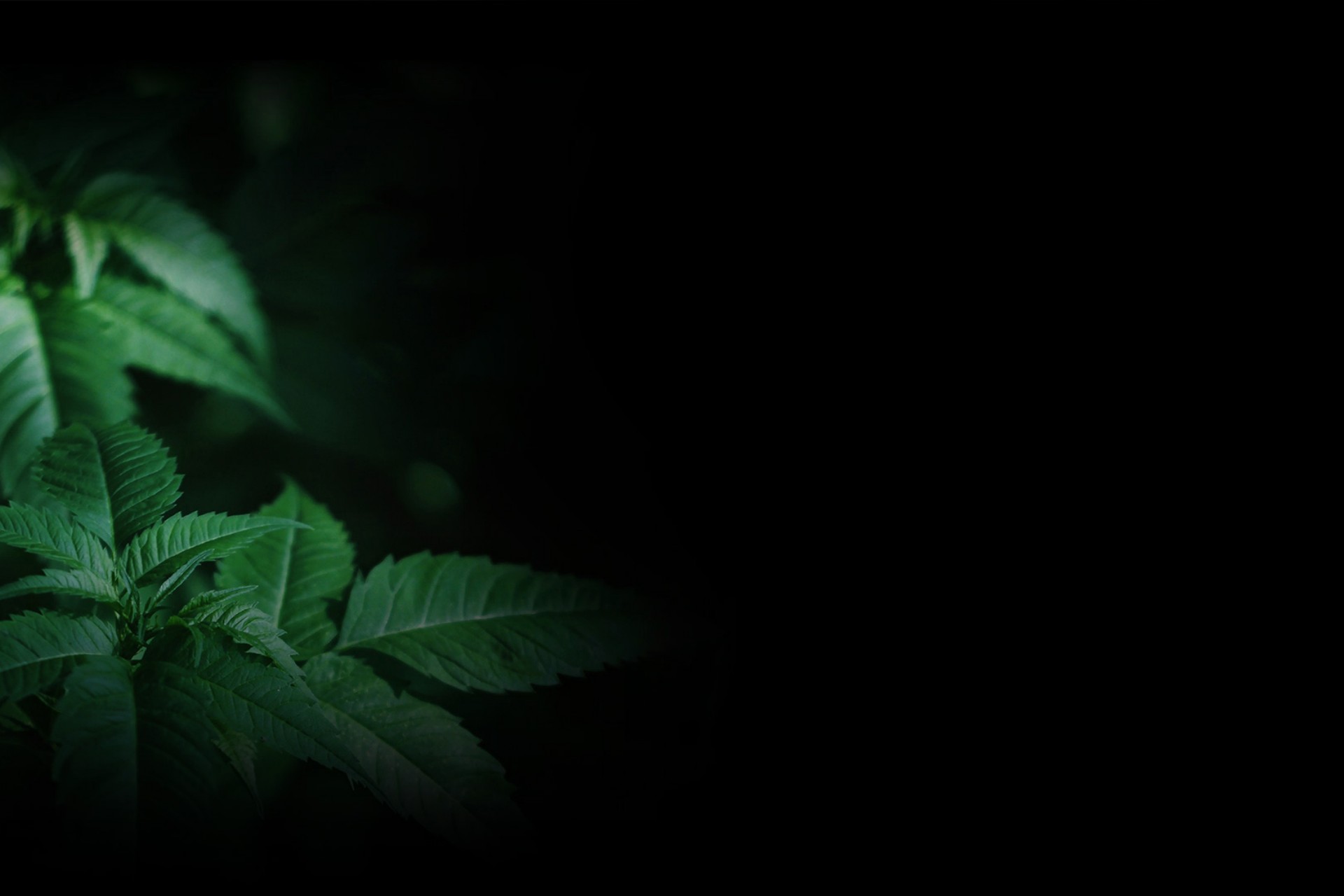 PureHemp - Web Development